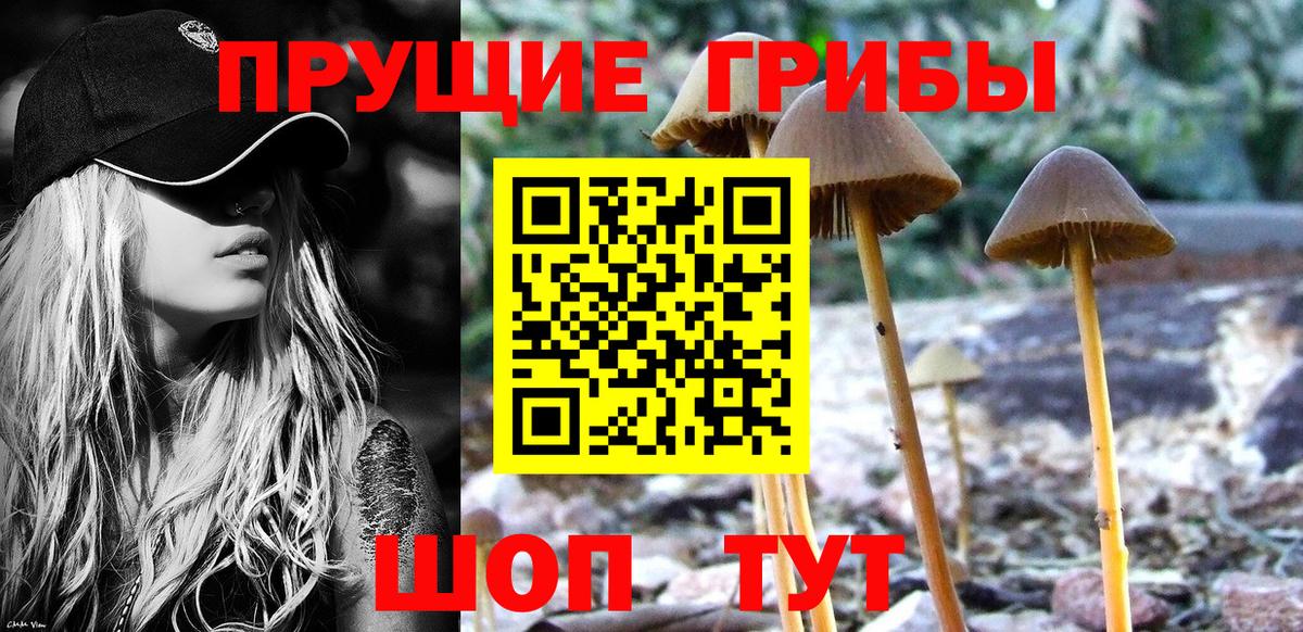Галлюциногенные грибы Psilocybine cubensis  Вход с VPN  Волхов  Галлюциногенные грибы мухоморы 